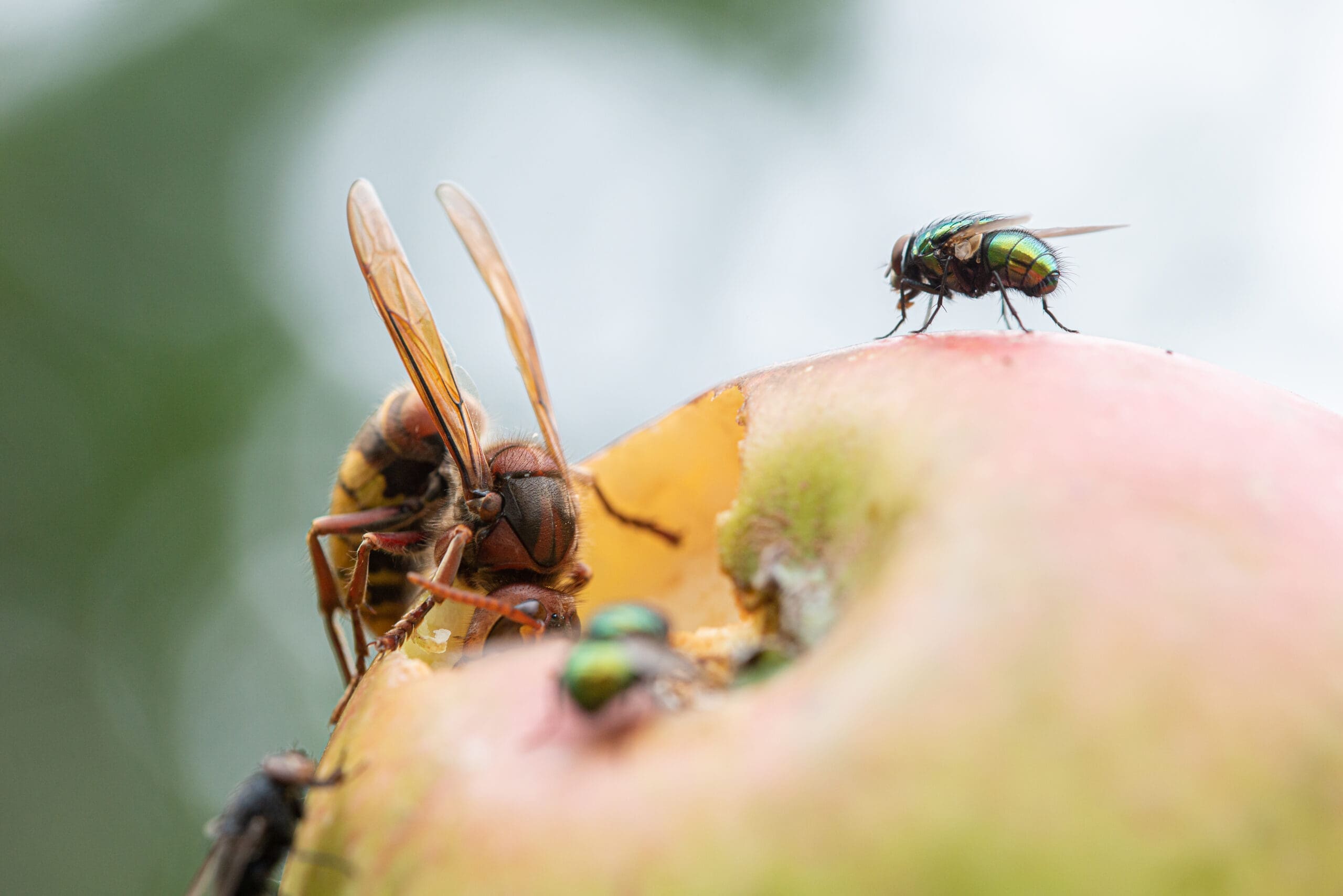 Insect Treatments